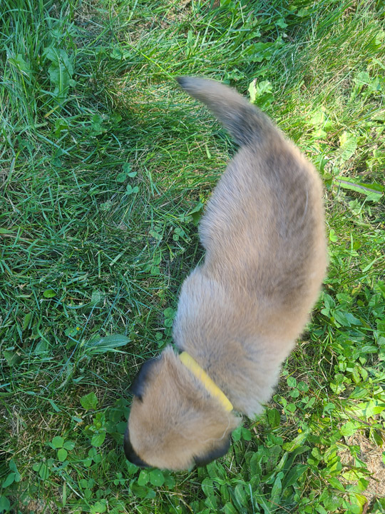 chinook dog